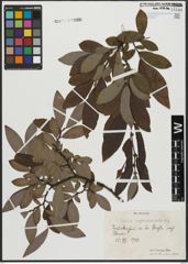 Foto von Salix appendiculata Vill.